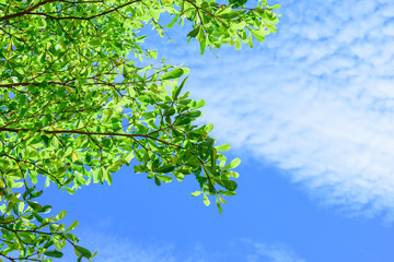 Beautiful tree on blue sky background