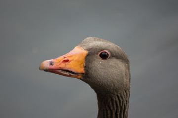 Grey Duck Head