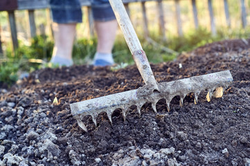 Loosening garden beds using old rusty rake