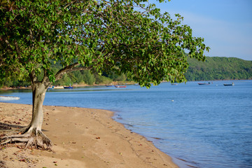 Tree on the beach near the mountain