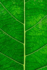 Fototapeta na wymiar Leaves texture background