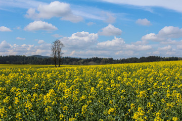 Obraz premium Field of Brassica napus with tree and sky. Czech landscape