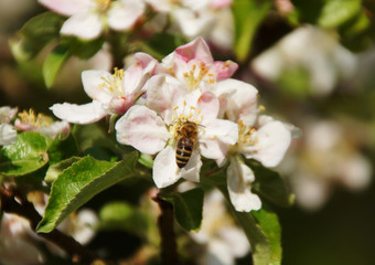 A bee on apple blossom