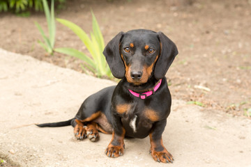Black dachshund sitting and looking to camera