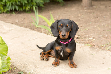 Black dachshund sitting and looking to camera