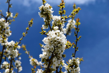 Flowering branches of a cherry in spring on a sunny day.