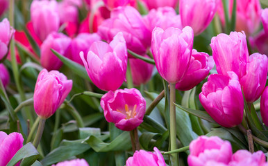 Pink tulip flower fields blooming in the garden
