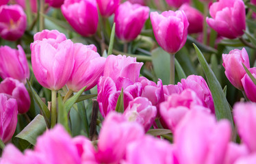 Pink tulip flower fields blooming in the garden