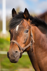Naklejka premium Portret męskiego konia