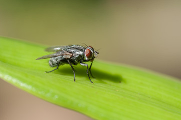 Close up small fly on green leave.