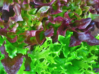 natura verde pianta di insalata