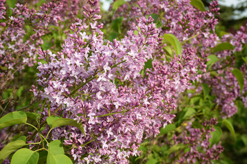 Obraz premium Blooming lilac close up