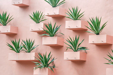 Succulents on the wall