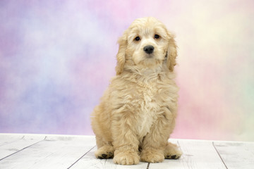 Miniature Goldendoodle on colorful springtime background