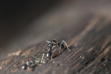 Lasius niger kiss