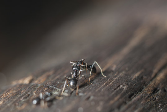 Lasius niger kiss