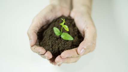 woman's hands holding a plant growing out of the ground, closeup.Green seedling growing from soil,Ecology concept., World Environment Day, Earth Day, World food day concept, New Life or csr activities