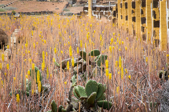 Field of yellow agaves growing in Gran Canaria, Canary Islands, Spain