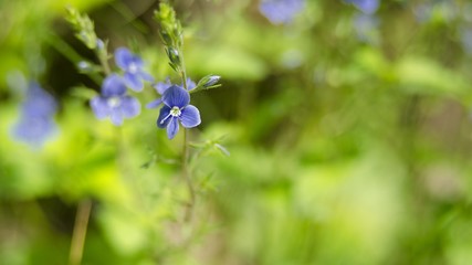 small flowers in nature