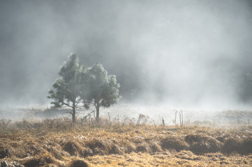 Para sosna w tajemnicy mgle, Yosemite park narodowy, Kalifornia usa - 148470145