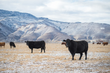 Cows in a meadow Winter Domestic Cattle, Cattle, Dairy Farm, Field, Farm - 148470529