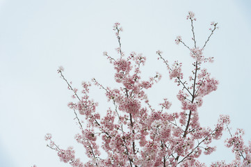 Beautiful cherry blossom sakura in spring time over blue sky.