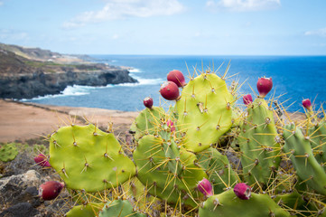 Cactus with cactus fruits, Canary Islands, Gran Canaria - Stock Photo © Claudia Prommegger