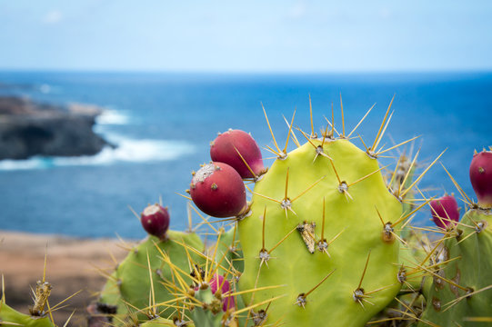 Cactus with cactus fruits, Canary Islands, Gran Canaria - Stock Photo