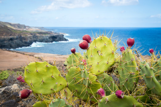 Cactus with cactus fruits, Canary Islands, Gran Canaria - Stock Photo