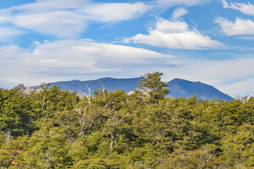 Patagonia Forest Landscape, El Chalent, Argentina