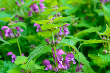 schöne Waldpflanze im Wald in Pink