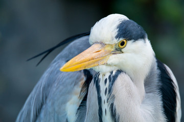 Grey heron, Ardea cinerea