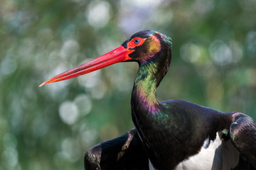 Black stork - Ciconia nigra