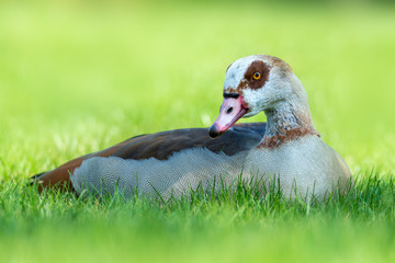 Egyptian goose - Alopochen aegyptiacus