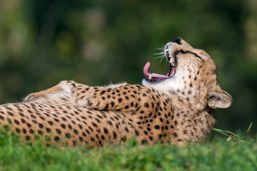 cheetah - Acinonyx jubatus © Marek R. Swadzba
