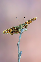 The map - Araschnia levana