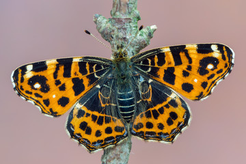 Fototapeta premium The map - Araschnia levana