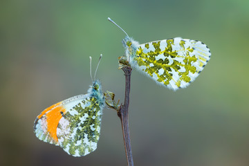 the orange tip - Anthocharis cardamines