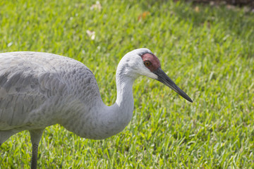 Florida Sandhill Crane