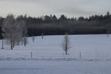 zamglona śnieżna leśna polana © Magdalena