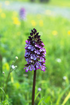 orchidea selvatica