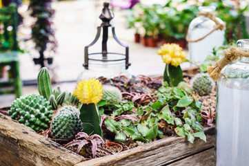 Small Cactus and Succulent in wood tray for home decoration