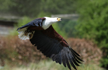 Close up of an African Fish Eagle in flight