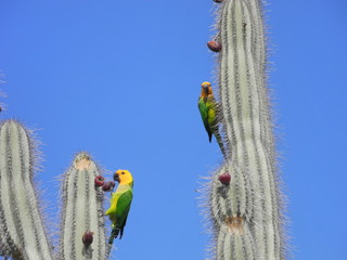 Bonaire Parakeet