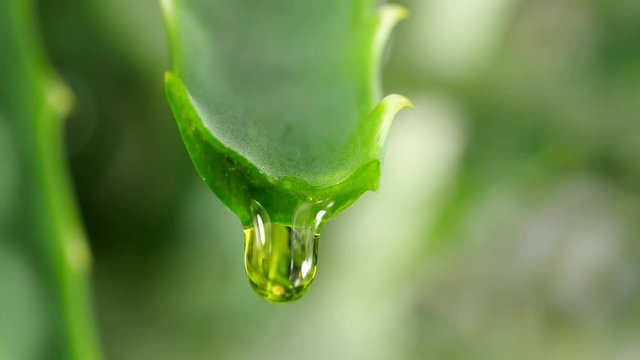 aloe leaf with dripping clear juice
