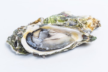Oysters