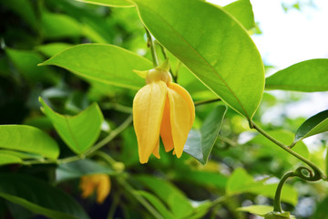 Beautiful Ylang Ylang or Cananga odorata  blooming in a nature background
