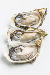 Oysters