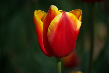 Tulipe rouge et jaune au printemps au jardin
