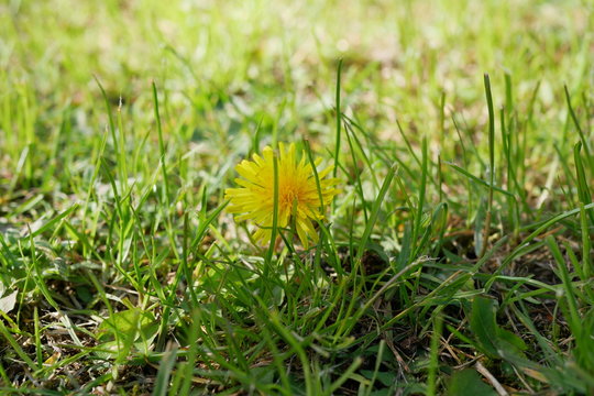 Dandelion in a Grass Meadow - Narrow DOF abstract background bokeh light blobs abstract background with copy space for text or image